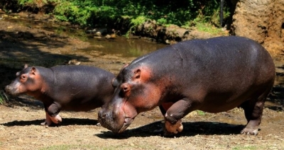 Two hippos in Belgian zoo test positive for Covid-19