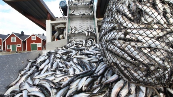 EU strikes provisional deal on new fishing control rules