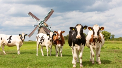 Dutch cabinet, farmers divided over proposed limit on cows per hectare
