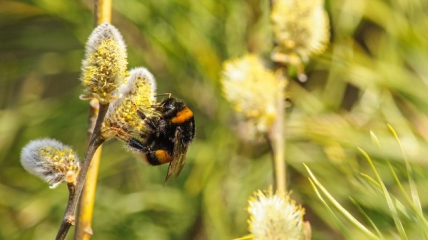 Commission’s verdict still out on EU court ruling on bee-toxic pesticides