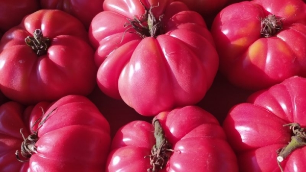 How climate change is killing the Bulgarian pink tomato