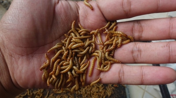 Insect spaghetti? EU agency greenlights another insect-based foodstuff