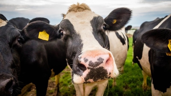 What’s the beef? Vote on industrial farming emissions splits EU Parliament
