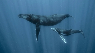 The scientists learning to speak whale