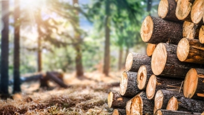 EU countries must stop undermining biomass policy reform