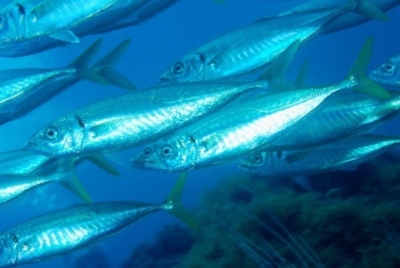 New report: Keep the small fish plentiful to ensure ocean health